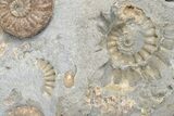 Fossil Jurassic Ammonite (Asteroceras) Cluster - Dorset, England #206501-2